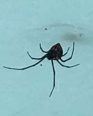 Latrodectus curacaviensis
