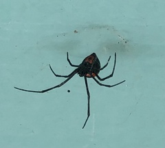 Latrodectus curacaviensis