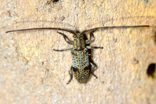 Unelcus pictus
