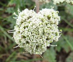 Cymopterus nivalis