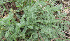 Cymopterus nivalis