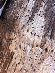 Rosellinia subiculata