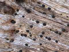 Rosellinia subiculata