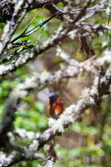 Phoenicurus schisticeps