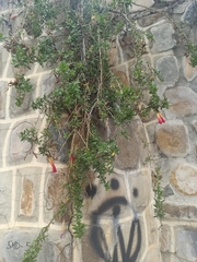Cantua