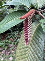 Dipterocarpus humeratus