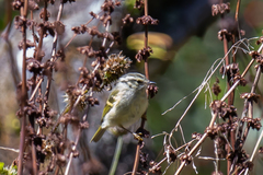 Phylloscopus pulcher
