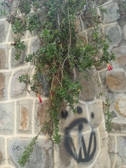 Cantua