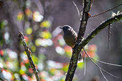 Trochalopteron elliotii