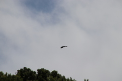 Buteo buteo rothschildi