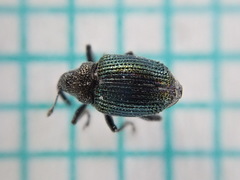 Ceutorhynchus erysimi