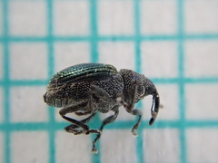 Ceutorhynchus erysimi