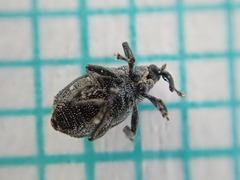 Ceutorhynchus erysimi