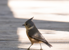Lophophanes dichrous