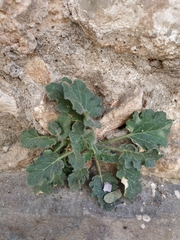 Hyoscyamus albus