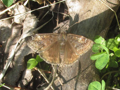 Erynnis afranius