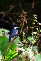 Periparus rubidiventris