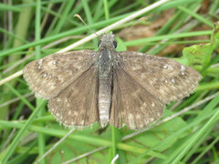 Erynnis afranius