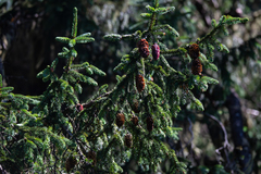 Picea linzhiensis