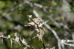 Carpodacus erythrinus
