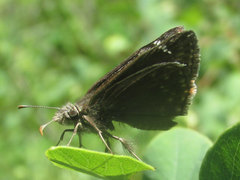 Erynnis afranius