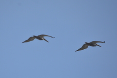 Pelecanus occidentalis