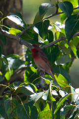 Carpodacus erythrinus