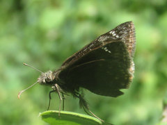 Erynnis afranius