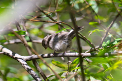 Carpodacus waltoni