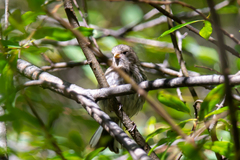 Carpodacus waltoni