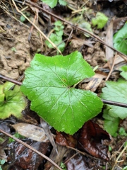 Hydrocotyle nepalensis