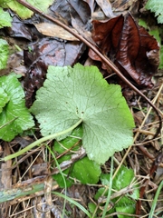 Hydrocotyle nepalensis