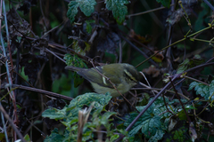 Phylloscopus forresti