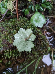 Hydrocotyle nepalensis