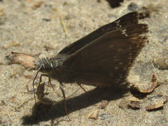 Erynnis afranius
