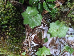 Hydrocotyle nepalensis
