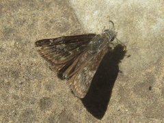 Erynnis afranius