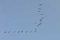 Pelecanus occidentalis