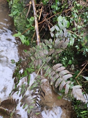 Diplazium esculentum