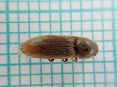 Agriotes lineatus