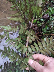 Diplazium esculentum