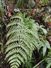 Dryopteris sparsa