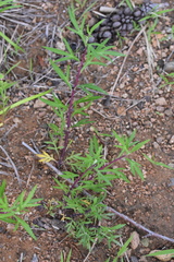 Artemisia selengensis
