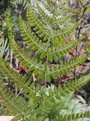 Dryopteris sparsa