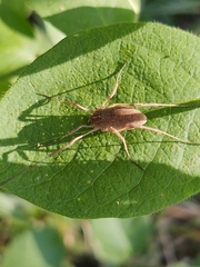 Odiellus troguloides