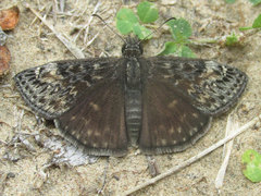 Erynnis afranius