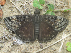 Erynnis afranius