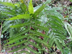 Pteris fauriei