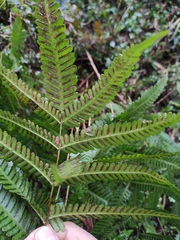 Pteris fauriei