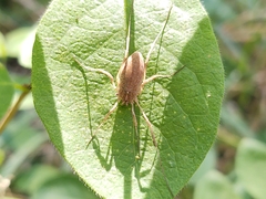 Odiellus troguloides